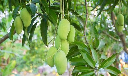 mangos 源码学习